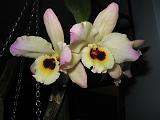 Orchid Dendrobium